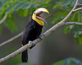 Chestnut Mandibled Toucan standing on a branch&nbsp;-&nbsp;Drake Bay, South Puntarenas